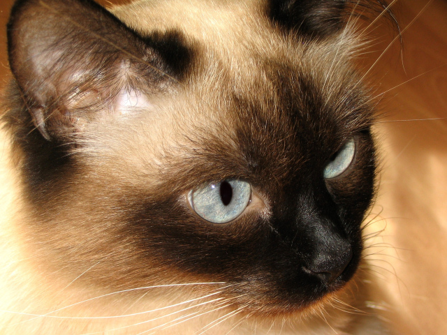 Красивый усатый сиамский кот 