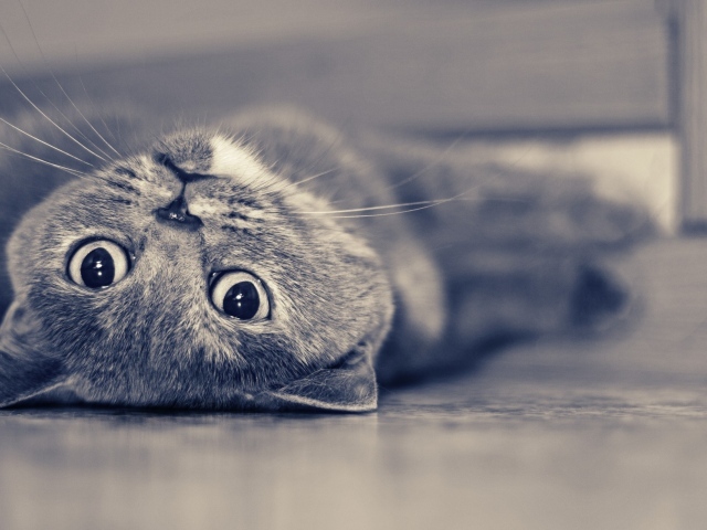 Красивый усатый кот развалился