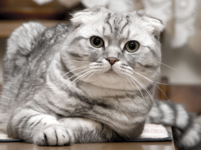 Красивый серебристый шотландский вислоухий кот