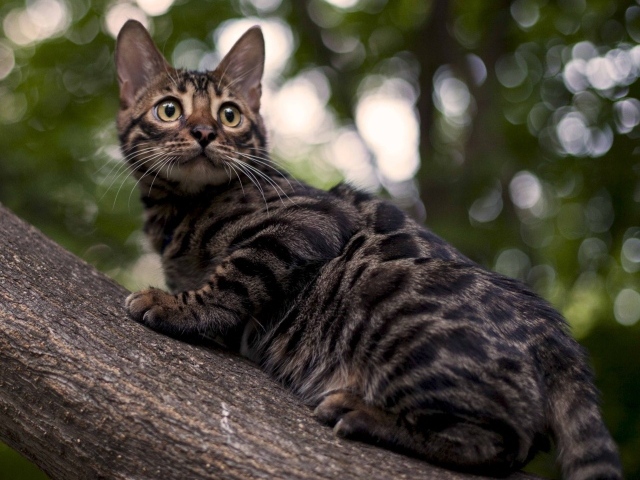 Бенгальский кот на дереве