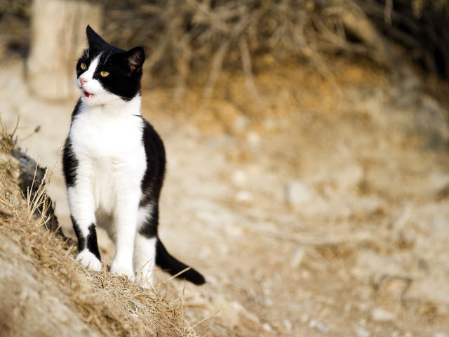 Чёрно-белый кот на природе кого-то увидел