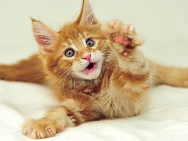 Маленький рыжий симпатичный мейн-кун кот с серыми глазами