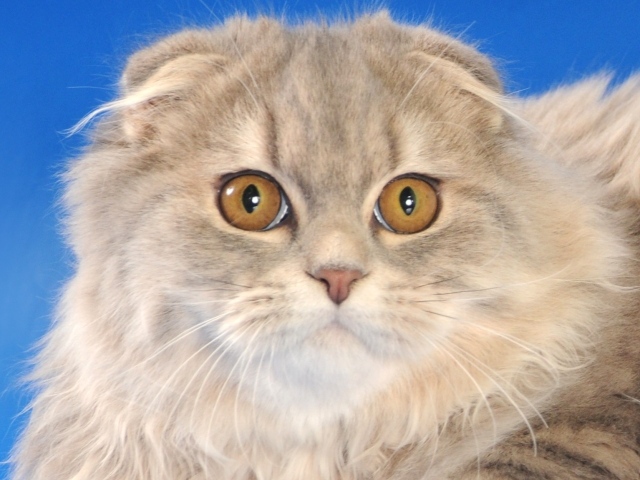 Пушистый шотландский вислоухий кот на синем фоне