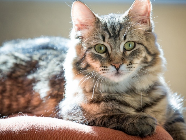 Пушистый зеленоглазый кот