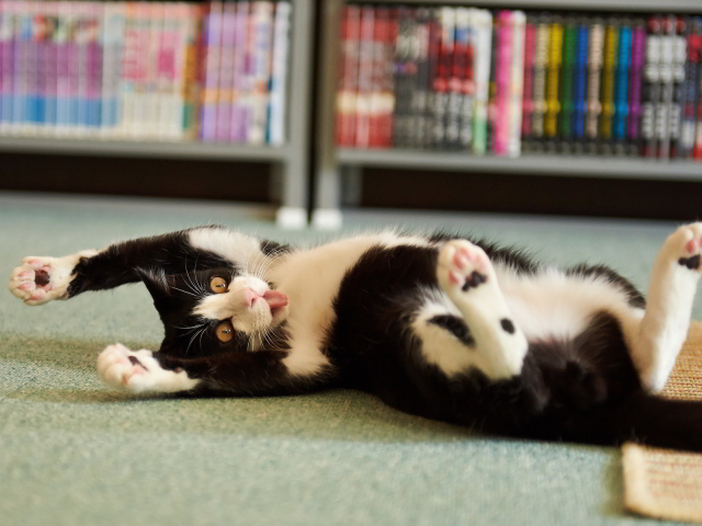 Смешной черно-белый кот валяется на полу
