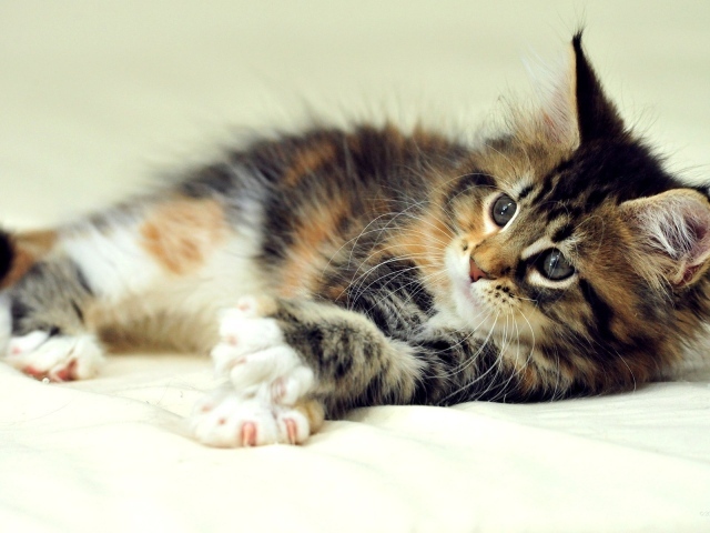 Маленький симпатичный кот мейн-кун