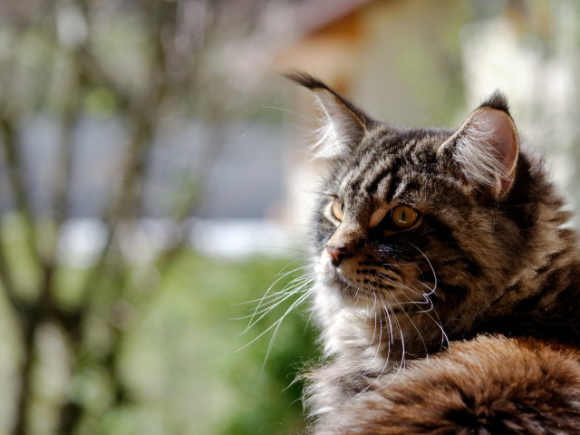 Кот мейн-кун кого-то увидел