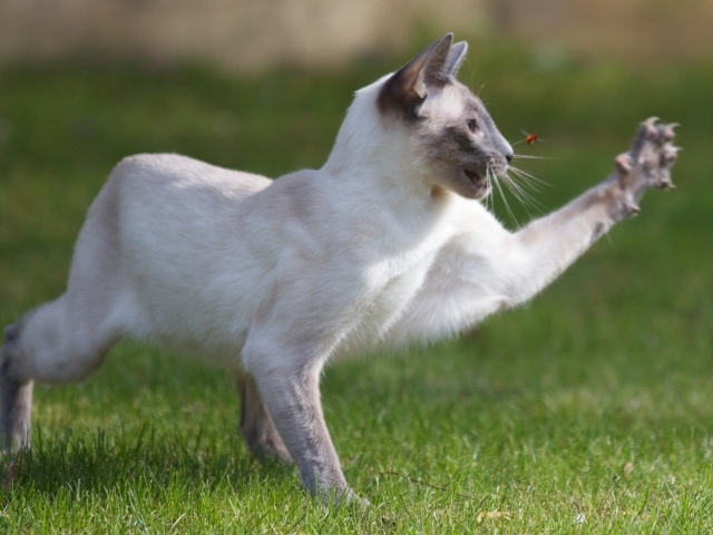 Сиамский кот охотится на насекомое