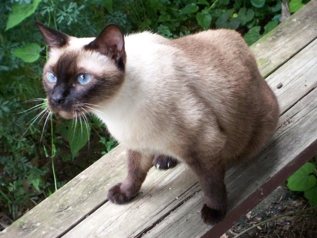 Сиамский кот сидит на скамейке