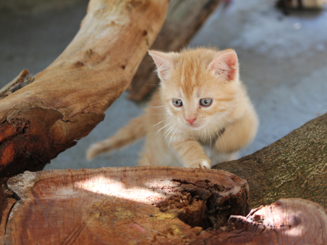 Маленький рыжий кот с голубыми глазами