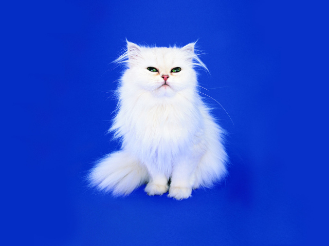 Маленький пушистый белый кот на синем фоне
