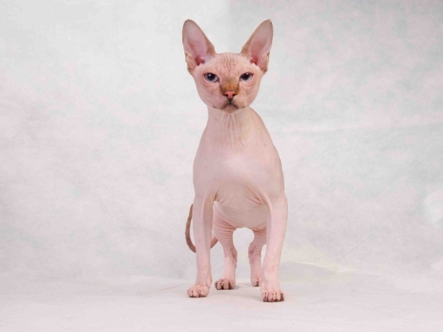Кот сфинкс с голубыми глазами позирует на белом фоне