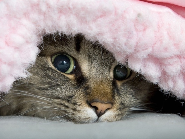 Полосатый хитрый кот