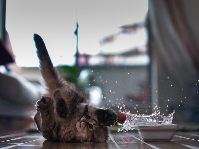 Малыш котёнок подрался с водой
