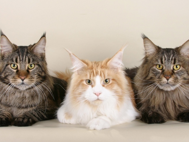 Три серьёзных кота мейн-кун позируют