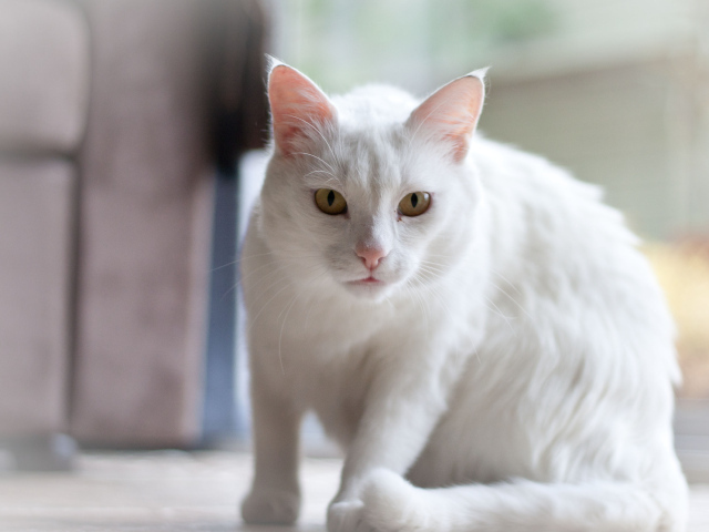 Белый серьёзный кот