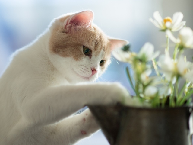 Белый маленький кот и цветок