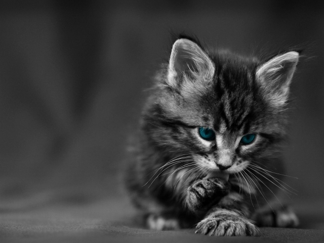 Черно белый Котенок с голубыми глазами
