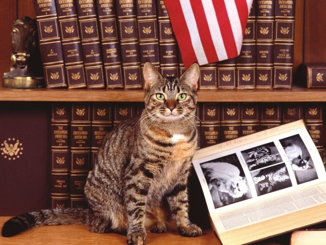 Кошка у книги про котов