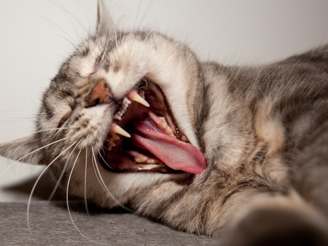 Кот показывает клыки