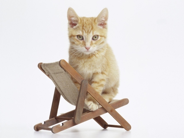 Котенок на стуле