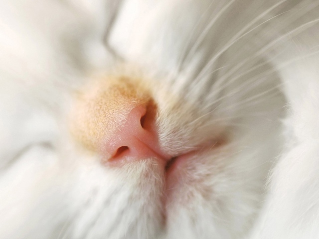 Розовый нос белого кота