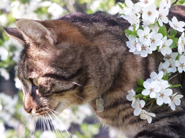 Весенний кот