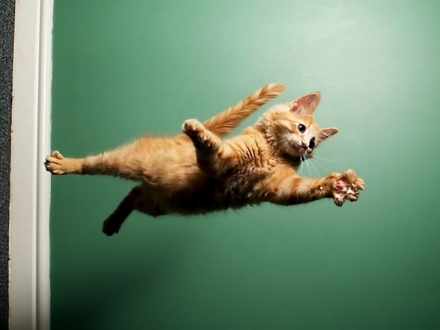 Кот летит по воздуху