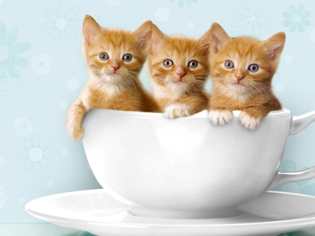 Три рыжих котенка