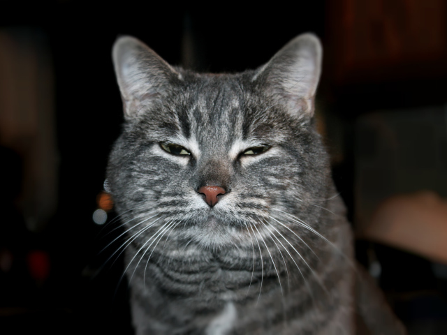 Сонный котик