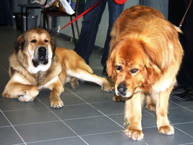 Пара тибетских мастифов