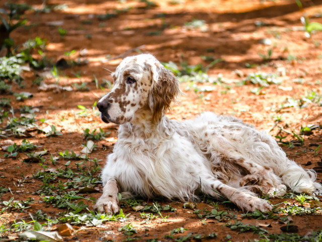 Взрослый английский сеттер лежит на земле