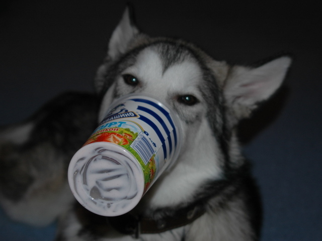 Аляскинский маламут ужинает