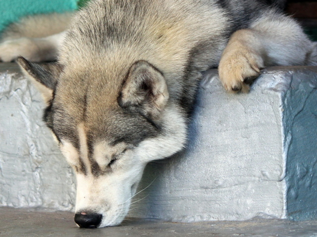 Аляскинский маламут уснул