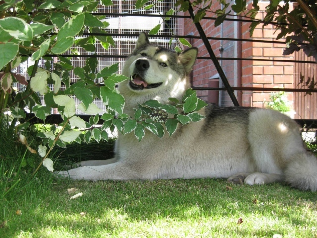 Аляскинский маламут в кустах