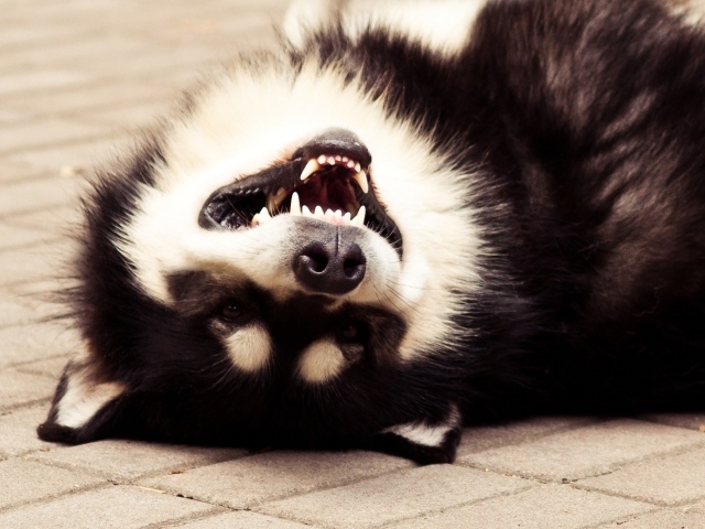 Аляскинский маламут улыбается