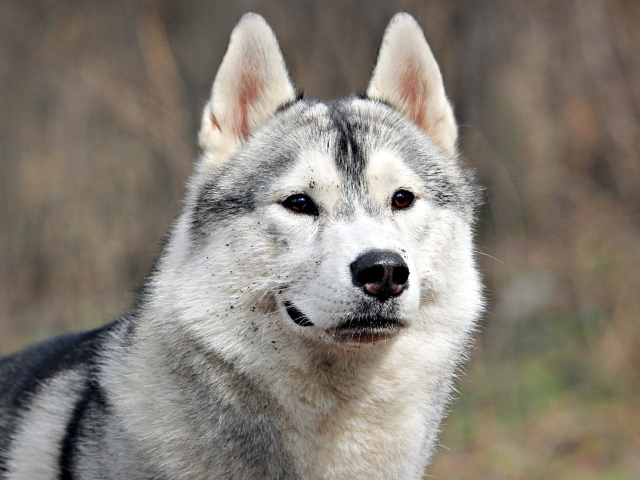 Аляскинский маламут испачкался