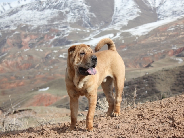 Удивительный Шарпей в горах