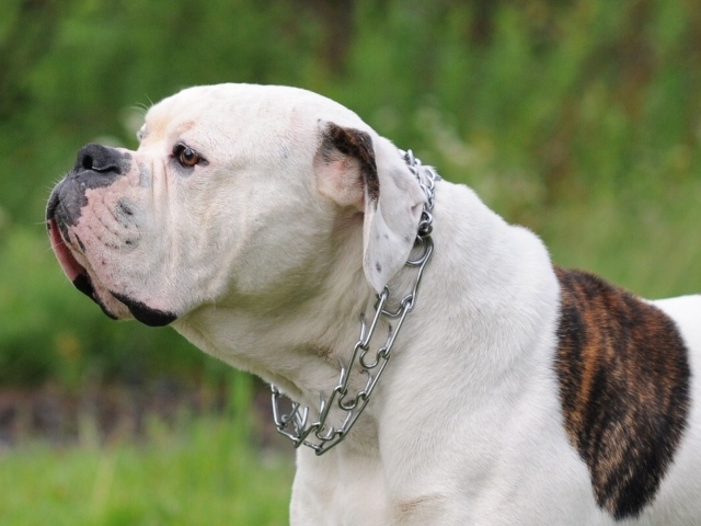 Американский бульдог на фоне природы