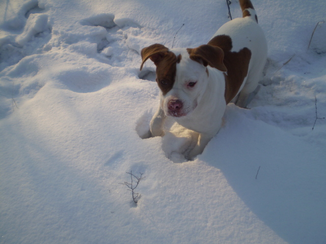 Американский бульдог играет в снегу