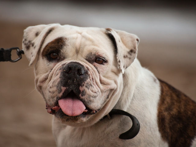 Американский бульдог смотрит на фотографа