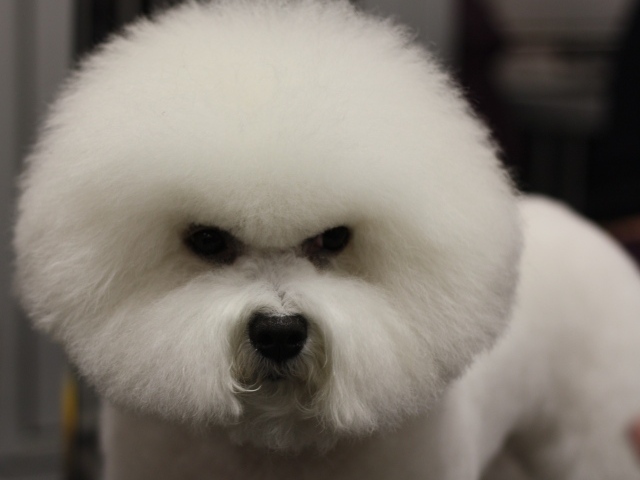 Злая собака породы бишон-фриз