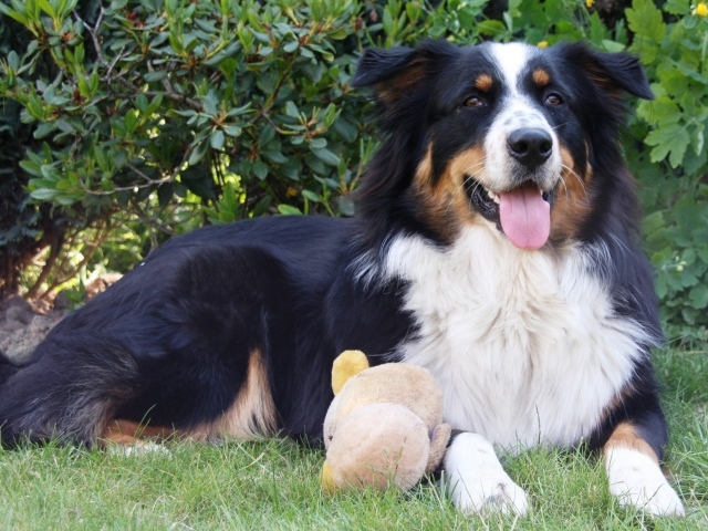 Австралийская овчарка с игрушкой