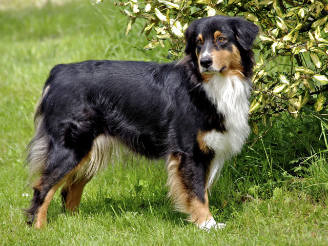 Австралийская овчарка возле куста