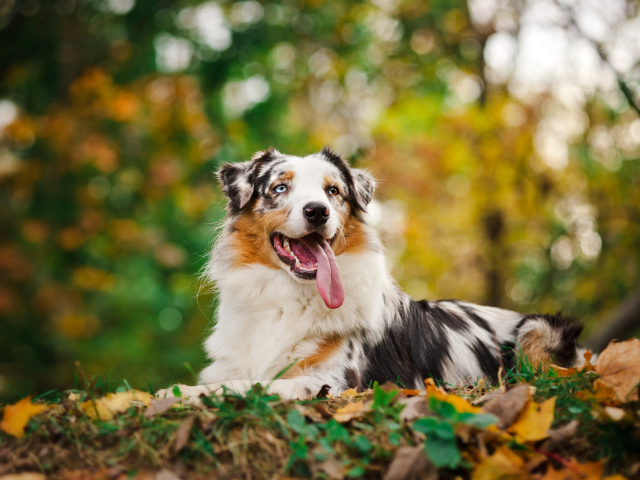 Австралийская овчарка с длинным языком