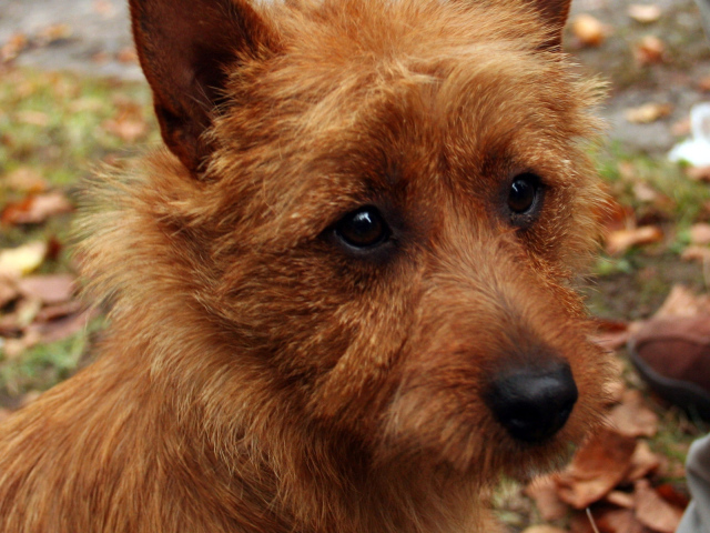 Австралийский терьер крупным планом