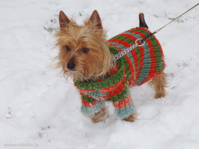 Австралийский терьер зимой