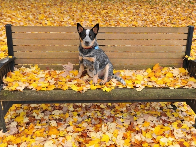 Щенок австралийской пастушьей собаки сидит на скамейке