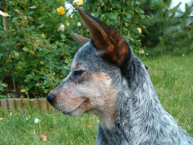 Щенок австралийской пастушьей собаки задумался