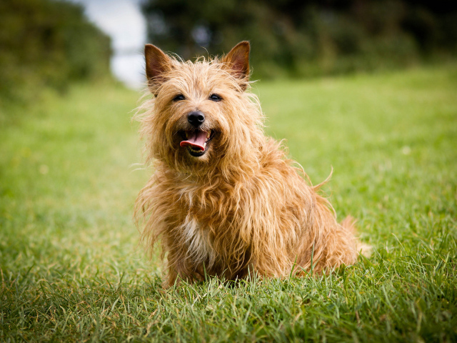 Австралийский терьер на траве